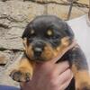 Last Puppy for sale! AKC Full Blooded Rotty babies! MALE!