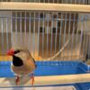 Shaft Tail (Baberos) & BFBBOB Split/Orange & Snow-White Zebras.L@@K!