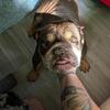 English bulldog