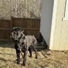 CANE CORSO STUD (NC,USA)