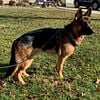 German Shepherd Stud Dog