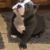 Gorgeous pocket size American bully