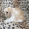 Baby Holland lop and netherland dwarf rabbits for sale