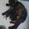 Purebred Black Smoke Maine Coon Kittens