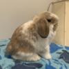 Cute baby girl junior doe holland lop from great lines