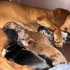 Dachshund puppies - Mini