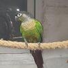 Conures