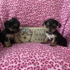 Yorkie Puppies Ready 7/19