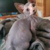 Sphynx Girl 6 months