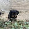 Chitzu’s Male Puppies