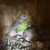 Mustache Parakeet