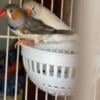 Zebra finch  for sale