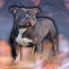 Classic American Bully Stud Service