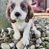 River Male Cavalier