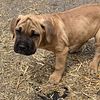 Full blooded cane corso puppy