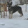 1 year old GSD female