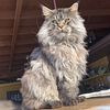 MALE Maine Coon XL Poly 6/6/6/6 TICA Boys