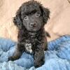 Havapoo Puppy!