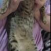 Savannah cats male and female