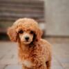 AKC Toy poodle puppies 