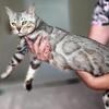 Bengal silver female