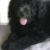 Gorgeous mini and medium size Chowdoodle puppies several colors available