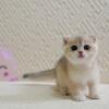 NEW Elite Scottish fold kitten from Europe with excellent pedigree, male.Ozzie