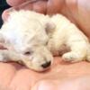 Pebbles Tiny Toy Poodle Female