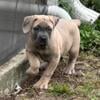 Formentino Female Cane Corso Available 