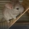 Beautiful baby chinchilla rare violet color