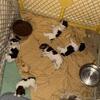 4 little puppies 