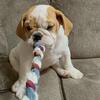 English bulldogs