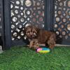 Cupcake Sweet Chocolate Yorkie-poo