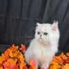 Silver Persian Kittens