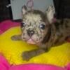 Akc French Bulldog female Merle puppy dob 9/19