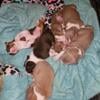 Bully Puppies 1 Boy and 5 Girls