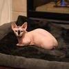 Stunning Blue Eyes Bambino Male Kitten - AVAILABLE - Hairless Sphynx Elf Dwelf Bambino