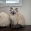 Himalayan/Persian female kitten kittens