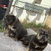 Extreme Blue tris American bullies