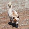 AKC Australian Cattle Dog Stud