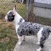 Exotic French Bulldog - Rehome