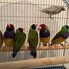 Gouldian Finches