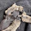 Miniature Bull Terrier Puppies