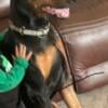 Rehome trained male doberman