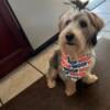 Morkie puppy needs rehoming Maltese and a Yorkshire Terrier (Yorkie) For Sale