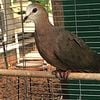 Pair of Lemon doves