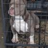 American Bully Ready To Be Re-home micro bully