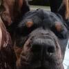 Legendary European doberman stud for sale or stud service service 1000