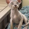 Sphynx female cat kittens for sale