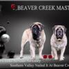 AKC English Mastiff puppies